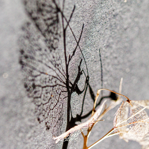 M-N CARON ''Comme un insecte''